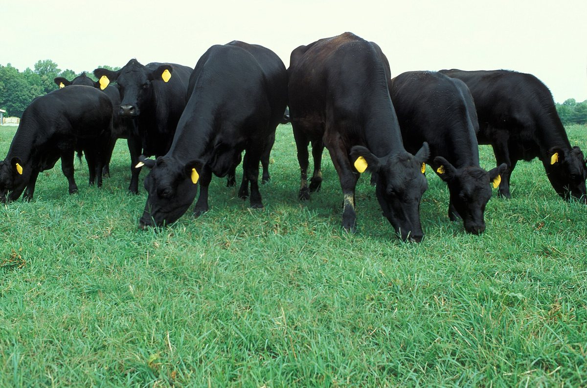 Lush green pasture paddocks in the Macquarie Valley near Warren NSW