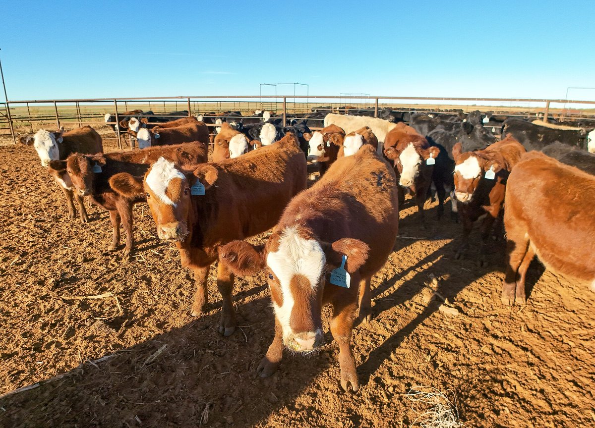 Finished cattle standing in holding yards ready for sale
