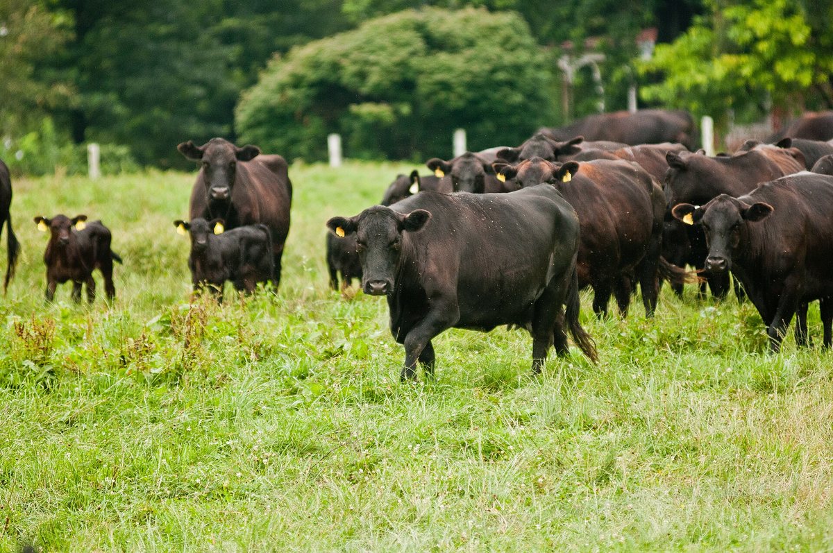 Quality store cattle grazing in a grassy paddock