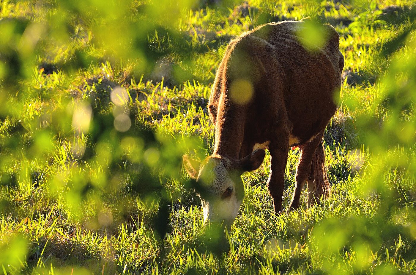 Healthy cattle on Golden Soil Grazing pasture