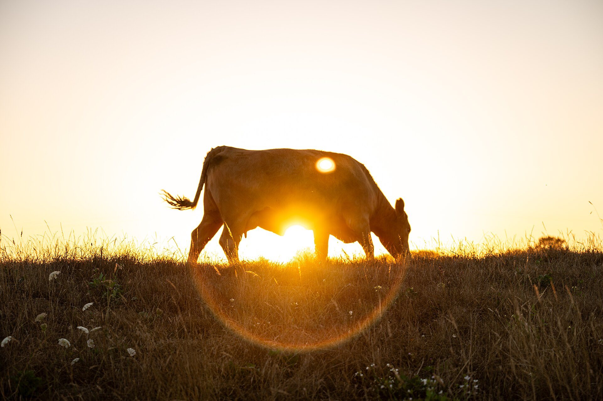 A cow grazing on pasture as the sun sets over the paddock