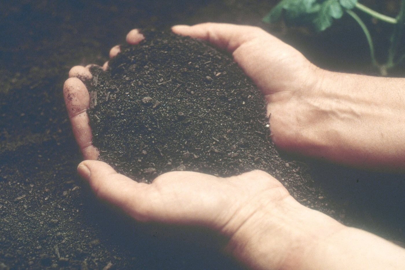 Dark healthy Australian farming soil held in two hands, with pasture behind